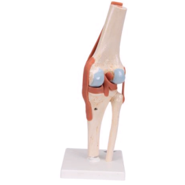 Model stawu kolanowego z więzadłami oraz chrząstką