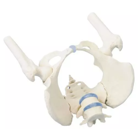 Model miednicy kobiety z kośćmi udowymi