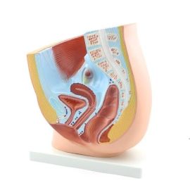 Model miednicy żeńskiej