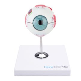 Model oka, 6-częściowy