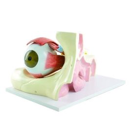 Model oka - 6-krotne powiększenie