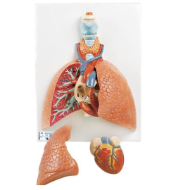 Model płuc z krtanią, 5 części