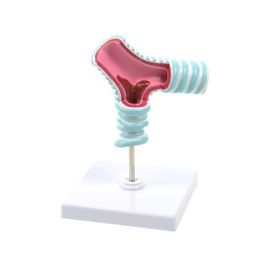 Model rozdwojenia tchawicy