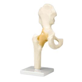 Model ruchomy stawu biodrowego A81