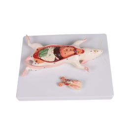 Model sekcji szczura