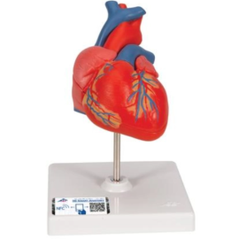 Model serca dwie części