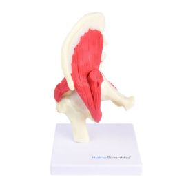Model stawu biodrowego z mięśniami