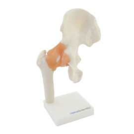 Model stawu biodrowego