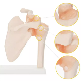 Model stawu barkowego człowieka z więzadłami