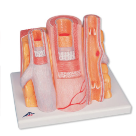 Model tętnicy i żyły