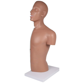 Model tułowia, przekrój nosowo-żołądkowy z tracheostomią