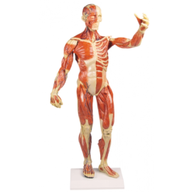 Model układu mięśniowego człowieka, skala 1:3