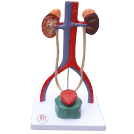 Model układu moczowego człowieka 3D, 4 częściowy