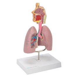 Model układu oddechowego