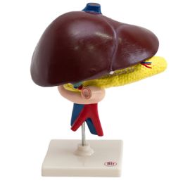 Model wątroby oraz trzustki z dwunastnicą
