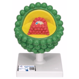 Model wirusa HIV w powiększeniu [L40]