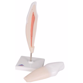 Model zęba – dolny kieł, (2 części) [D10/2]