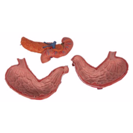 Model żołądka człowieka (3 części) [K16]