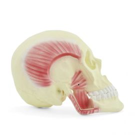Model czaszki z mięśniami żucia