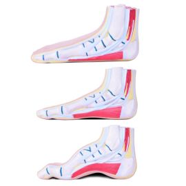 Modele 3 stóp ludzkich (prawidłowa, płaska, wydrążona)