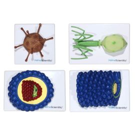 Modele wirusów: Bakulowirus, adenowirus, bakteriofag, wirus HIV