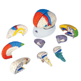 Neuroanatomiczny model mózgu C22