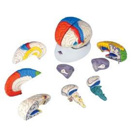 Neuroanatomiczny model mózgu C22 8-częściowy