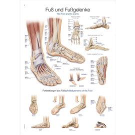 Plakat anatomiczny "Stopa i staw skokowy"