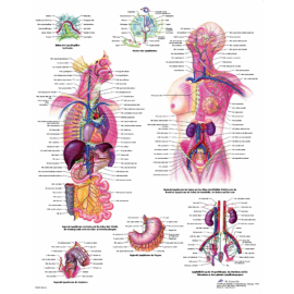 Plakat medyczny "Mózg człowieka" w j. niemieckim 