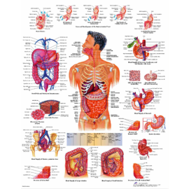 Plakat medyczny "Układ trawienny" w j. niemieckim