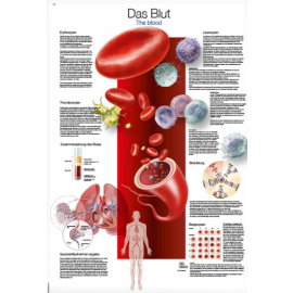 Plakat edukacyjny "Krew"