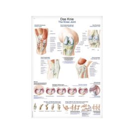 Plakat anatomiczny "Staw kolanowy"