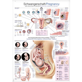 Plansza anatomiczna "Ciąża"