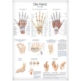 Plansza anatomiczna "Dłoń"