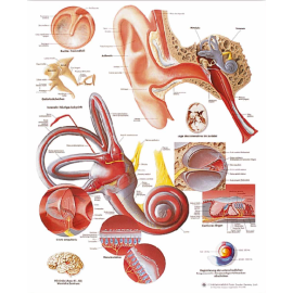 Plansza anatomiczna "Ludzkie ucho" niemiecki