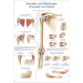 Plansza anatomiczna "Ramię i łokieć"