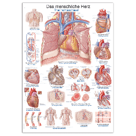 Plansza anatomiczna "Serce człowieka"