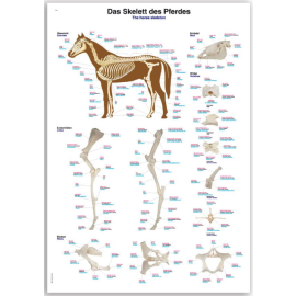 Plansza anatomiczna - szkielet konia