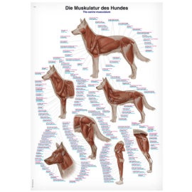 Plansza anatomiczna „Układ mięśniowy psa”