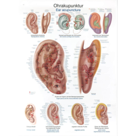 Plansza dydaktyczna "Akupunktura ucha"