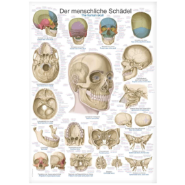 Plansza dydaktyczna "Czaszka człowieka"