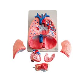 Płuca, krtań, serce – powiększony model płuc, krtani oraz serca 6 częściowy