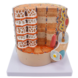 Powiększony model budowy włókna mięśnia