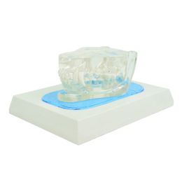 Przezroczysta szczęka psa