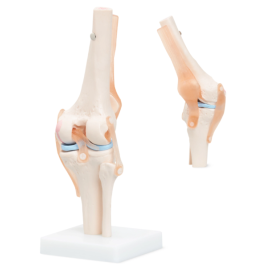 Staw kolanowy model anatomiczny