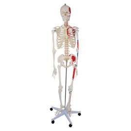 Szkielet anatomiczny człowieka z mięśniami