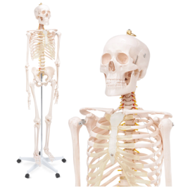 Szkielet człowieka 180 cm model anatomiczny