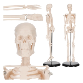Szkielet człowieka 45 cm model anatomiczny