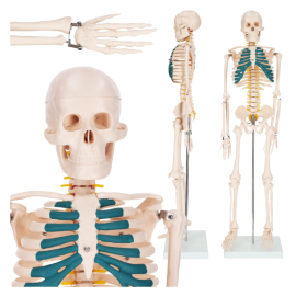 Szkielet człowieka model anatomiczny z nerwami rdzeniowymi 85 cm
