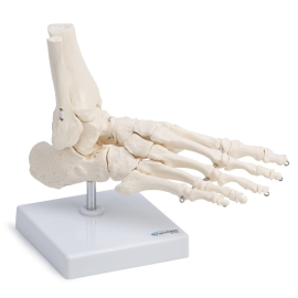 Szkielet stopy ludzkiej model anatomiczny naturalna wielkość